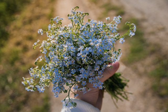 An image of a hand holding a bunch of forget-me-nots. Photo by Julia Zyablova on Unsplash.