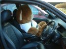 bradley bear in car.JPG