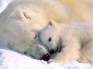 polar-bear-cuddles[1].jpg