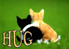 hug special 2 cats.gif