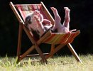 Piggy in deckchair.jpg