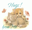 hugs from me cats moving.gif