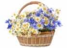 9944787-beautiful-flowers-in-basket-isolated-on-white.jpg