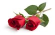 stock-photo-19231523-two-red-rose-stems[1].jpg