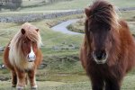 dartmoor ponies.jpg
