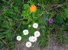 Marigold in garden.jpg