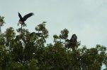 Forest Red Tailed Black Cockatoos..jpg