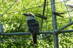 Kookaburra on our clothesline..jpg