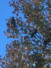 Carnaby's Cockatoos in Liquidambar Tree 21.05.18.JPG