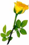 yellow rose.JPG