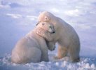 bear-hugs[1].jpg